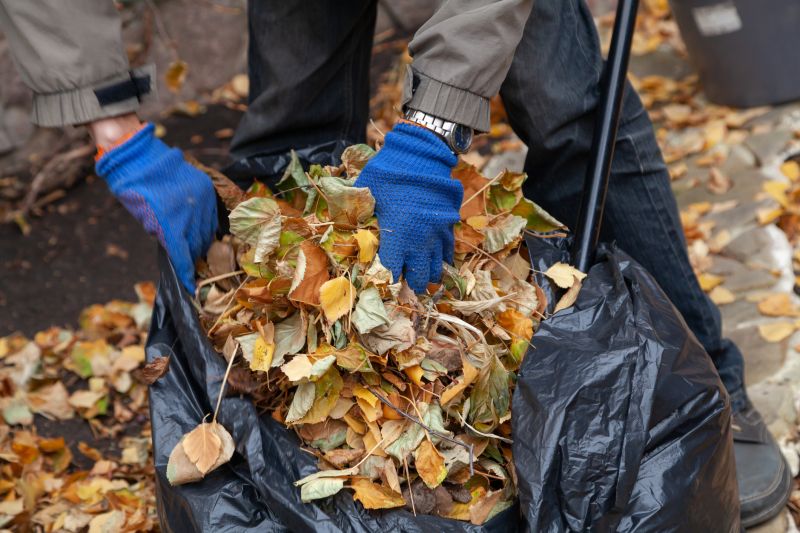 Clean Yard with Fallen Leaves