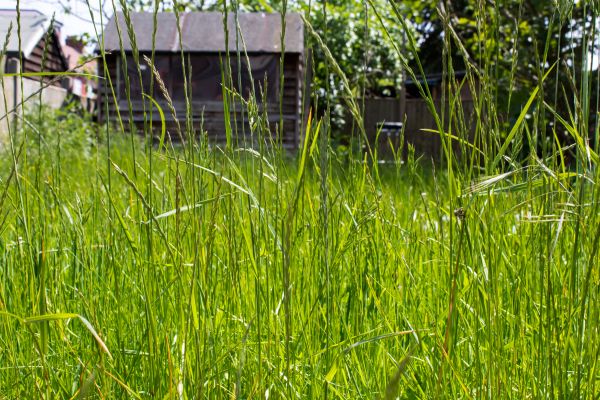 Overgrown Lawn Trimming in Eagle